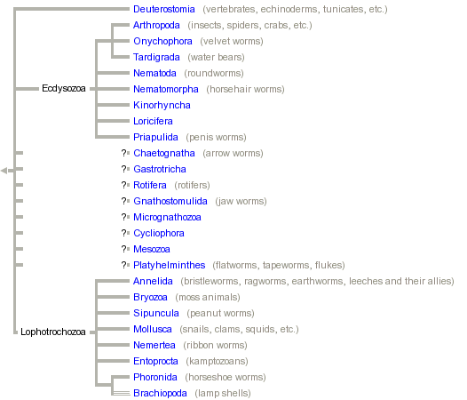 taxon links