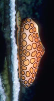 Flamingo tongue snail, Cyphoma gibbosum