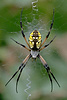 Argiope spider