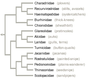 taxon links