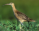 Bristle-thighed Curlew