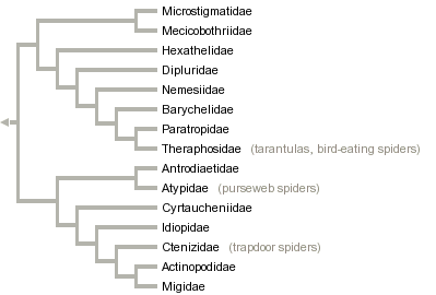 taxon links
