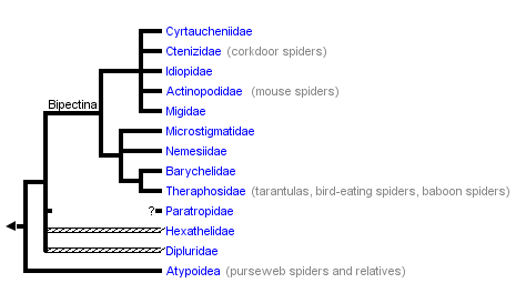 taxon links