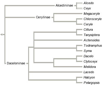 taxon links