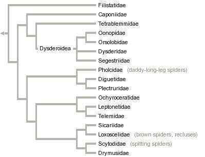 taxon links