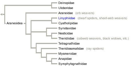 taxon links