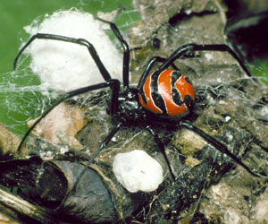 South American widow spider
