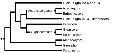 taxon links