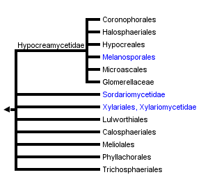 taxon links