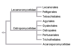 taxon links