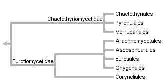 taxon links