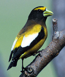 Evening Grosbeak