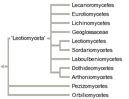 taxon links