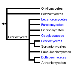 taxon links