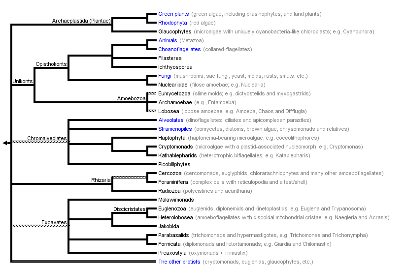 taxon links
