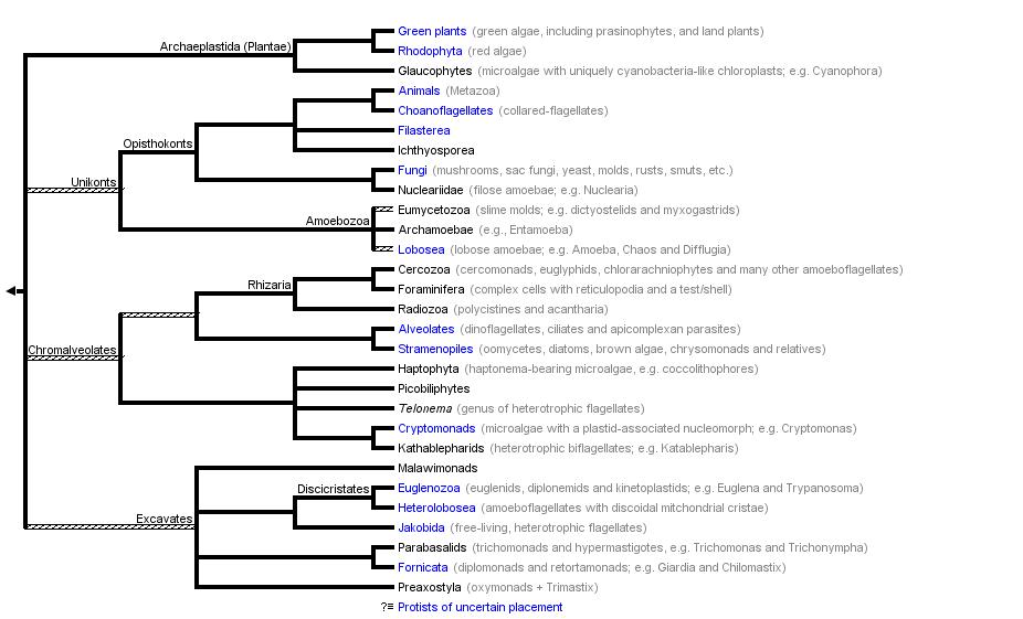 taxon links