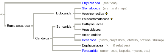 taxon links