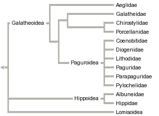 taxon links