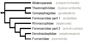 taxon links