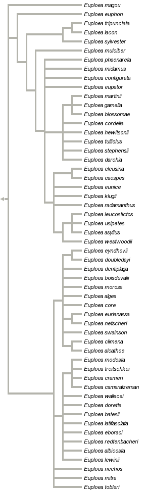 taxon links