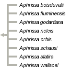taxon links