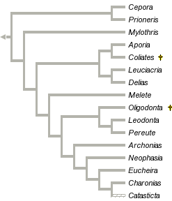 taxon links