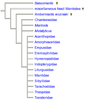 taxon links