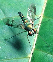 A long-legged fly