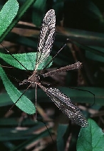 A crane fly