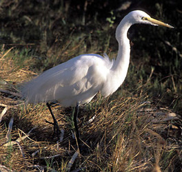 Great Egret