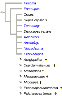 taxon links