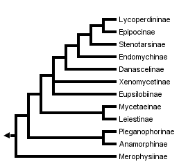 taxon links