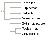 taxon links