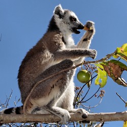 lemur eating fruit