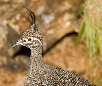 Elegant Crested Tinamou