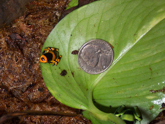 Poison Dart Frogs