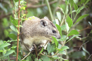 Western Tree Hyrax