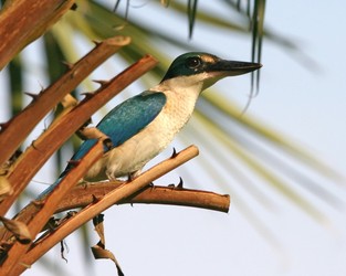 Marquesan Kingfisher