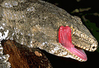 shows a silver colored gecko with tongue out