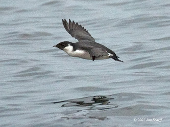 Japanese Murrelet