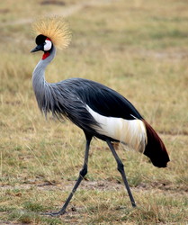 descendent of the crane