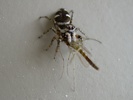 Zebra spider eating a Crane Fly