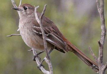 Reproduction of Drymodes superciliaris