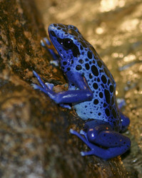 Featured image of post Blue Poison Dart Frog Facts Poison dart frogs are the colorful frogs found in humid tropical environments