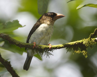 Asian Barbets