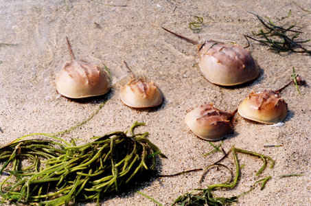 Horseshoe Crab Habitat. Atlantic horseshoe crabs