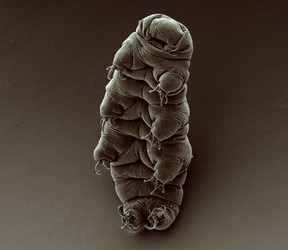 Variante de tardigrado