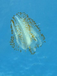 Ctenophora Comb Jellies