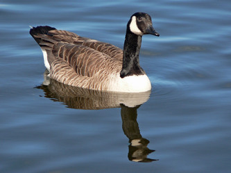 Branta Sandvicensis