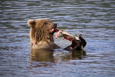 Grizzly Bear Diet